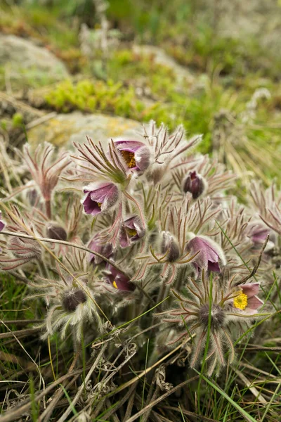 Flower Windflower Pulsatila Patens 청록색 풀꽃들 — 스톡 사진