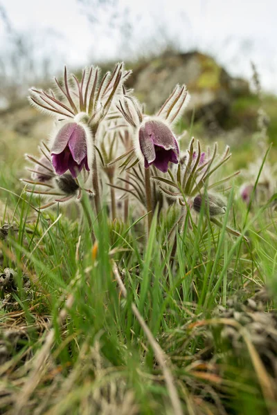 Droomkruid Bloemen Van Windbloem Pulsatilla Patens Eerste Lente April Blauwe — Stockfoto