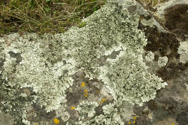 Kamienie Pokryte Mchem Naturalne Tło Kamieni Suszonej Trawy Pole Wczesną — Zdjęcie stockowe