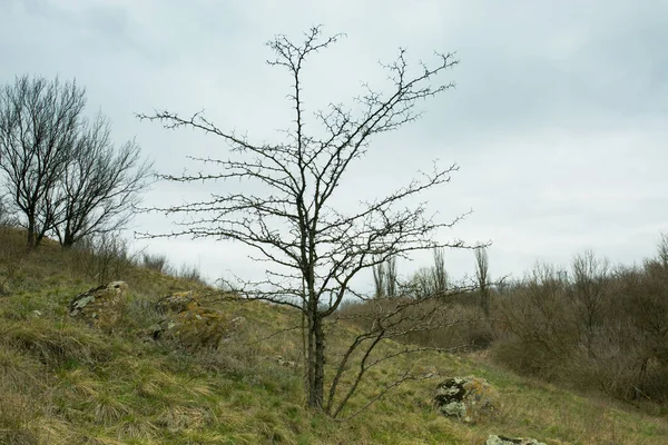 Primavera Paisagem Início Primavera Com Árvores Nuas Grama Seca Árvores — Fotografia de Stock