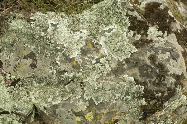 Die Steine Sind Mit Moos Bedeckt Natürlicher Hintergrund Aus Steinen — Stockfoto