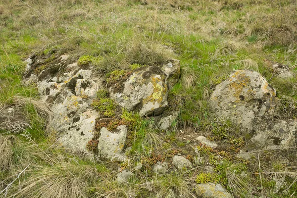 Kameny Jsou Pokryty Mechem Přírodní Zázemí Kamenů Sušené Trávy Pole — Stock fotografie