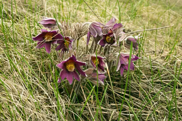 Droomkruid Bloemen Van Windbloem Pulsatilla Patens Eerste Lente April Blauwe — Stockfoto