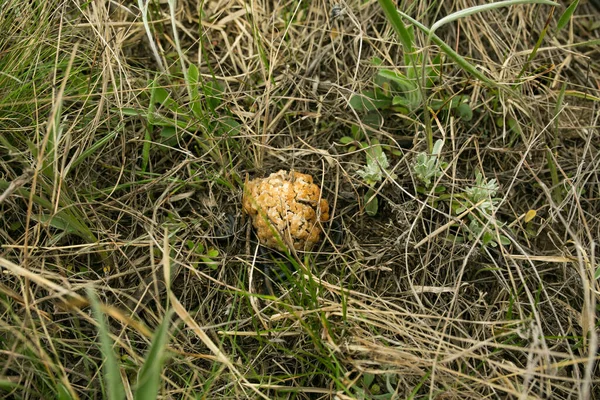 Morel Oder Verpa Bohemica Ein Köstlicher Speisepilz Der Zeitigen Frühjahr — Stockfoto