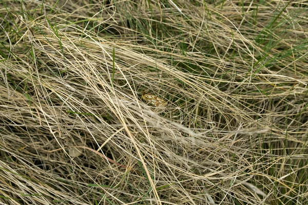 乾燥した黄色の草からの自然な春の背景 冬の後のフィールド草 乾燥した草の中の最初の春蝶 — ストック写真