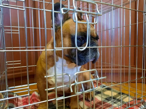 Fawn French Bulldog Cage Англійською Консервативний Метод Лікування Травм Хребта — стокове фото