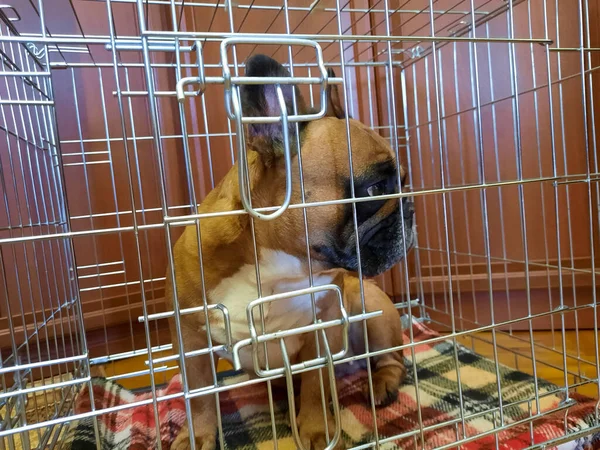 檻の中でフランスのブルドッグを愛してる 犬の脊髄損傷のための保守的な治療は 21週間ケージ内で固定化することです — ストック写真