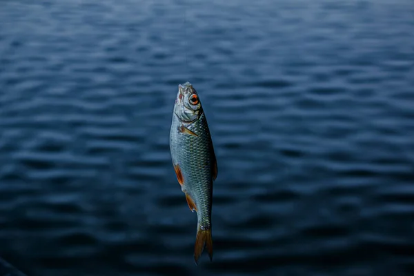 Рыбалка Просто Поймал Рыбу Леске Крючок Фоне Реки — стоковое фото