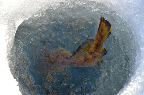 Winter fishing. The fish swims away under the ice. The caught fish got off the hook.