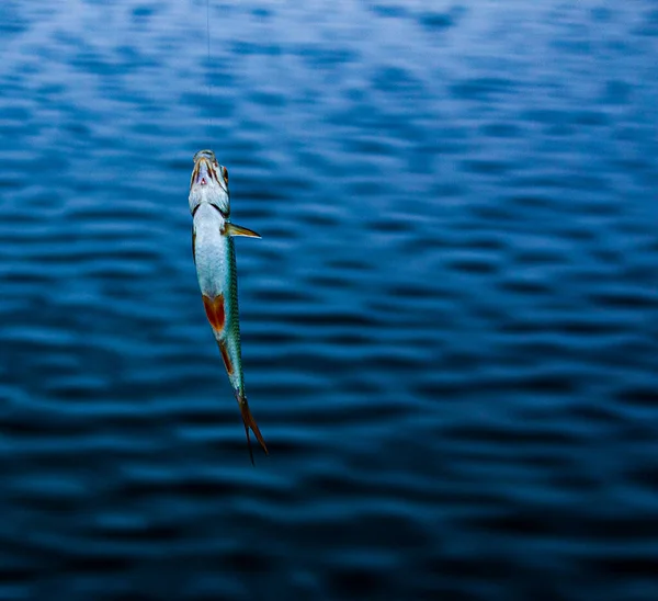Łowienie Ryb Właśnie Złapałem Rybę Żyłce Haczyk Tle Rzeki — Zdjęcie stockowe