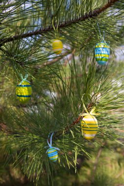 Çam dallarında paskalya yumurtası. YıIın ayin günü şenlik masası için yumurtalar. Paskalya, İsa Mesih 'in dirilişine inanmaya adanmış bir Hıristiyan bayramıdır..