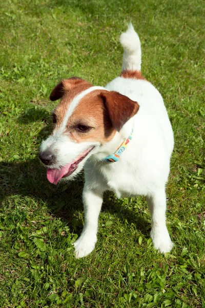 Happy active jack russell puppy running on the grass in summer. Dogs of this breed are very active and friendly.