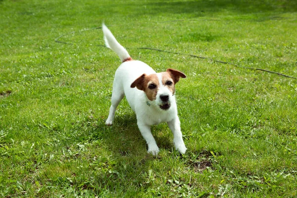 Happy Active Jack Russell Puppy Running Grass Summer Dogs Breed — Stock Photo, Image