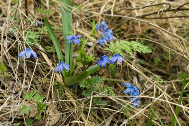 Çimenlerin ve yaprakların arasında mavi kar damlaları. Bahar ormanı manzarası.