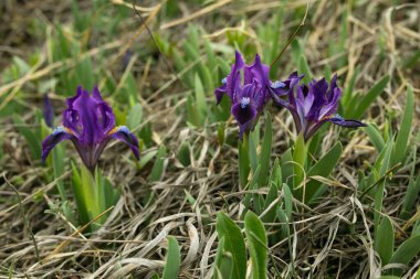 Mor süsen çiçeği mi yoksa çimenlikteki zambak çiçeği mi? Baharın başında. Bahar ormanı manzarası.