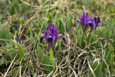 Mor süsen çiçeği mi yoksa çimenlikteki zambak çiçeği mi? Baharın başında. Bahar ormanı manzarası.