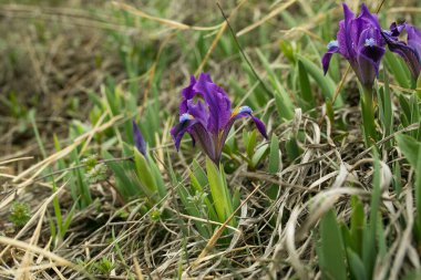 Mor süsen çiçeği mi yoksa çimenlikteki zambak çiçeği mi? Baharın başında. Bahar ormanı manzarası.