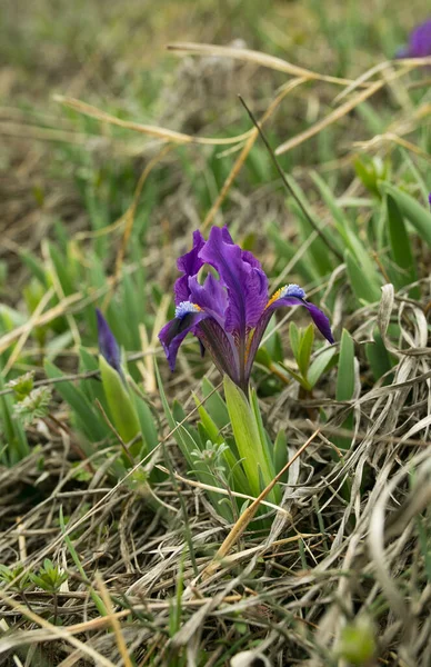 Paarse Iris Iris Pumila Bloemen Het Gras Vroeg Voorjaar Voorjaarslandschap — Stockfoto