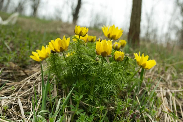 Tavaszi Adonisz Virág Mezők Dombok Ukrajna Fácán Szeme Juhok Legelőjén — Stock Fotó