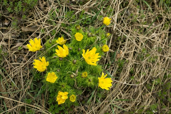 Tavaszi Adonisz Virág Mezők Dombok Ukrajna Fácán Szeme Juhok Legelőjén — Stock Fotó