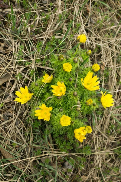 Wiosenny Kwiat Adonisu Polach Wzgórzach Ukraina Oko Bażanta Rośnie Pastwisku — Zdjęcie stockowe