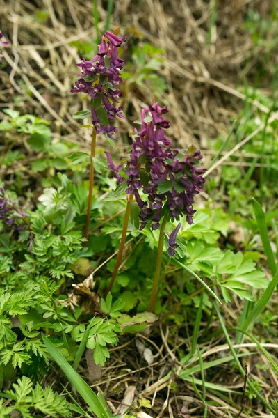 緑の草の上に青花を咲かせます 紫野花 — ストック写真