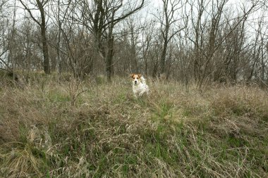 Mutlu aktif Jack Russell köpek yavrusu baharın başında çimlerde koşuyor. Bu cinsin köpekleri çok aktif ve dost canlısıdır..