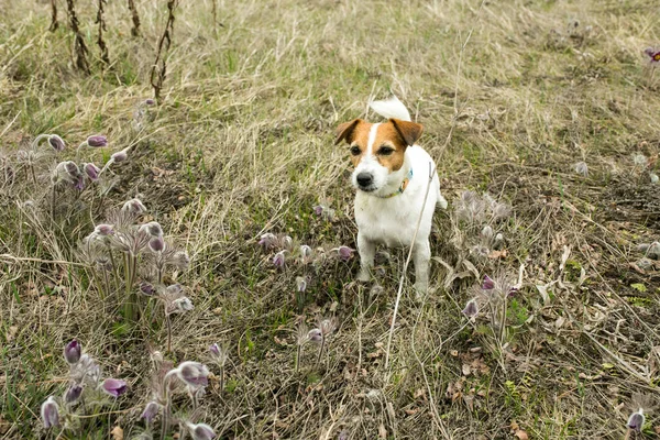 강아지가 풀밭을 뛰어다니는 의개는 활동적 우호적 — 스톡 사진
