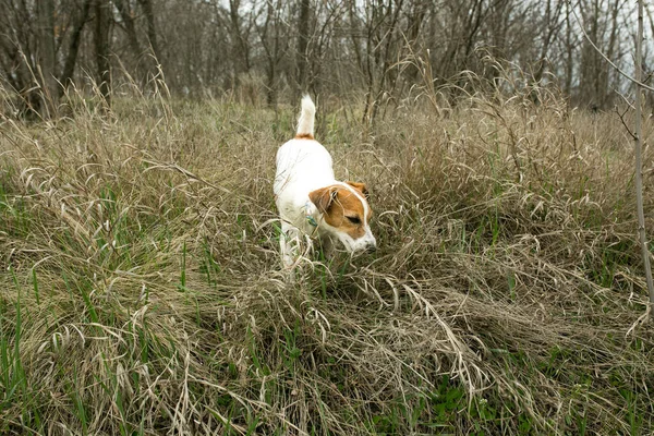 Feliz Activo Jack Russell Cachorro Corriendo Hierba Principios Primavera Los —  Fotos de Stock