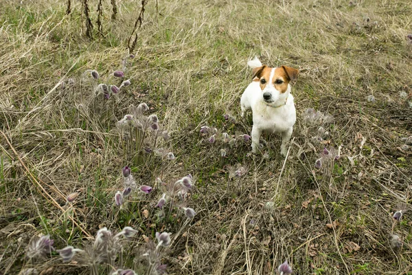 강아지가 풀밭을 뛰어다니는 의개는 활동적 우호적 — 스톡 사진
