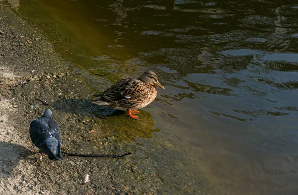오리와 비둘기 연못의 바닷가에 있습니다 오리가물 속으로 들어간다 — 스톡 사진