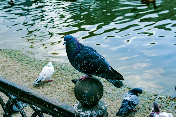 아름다운 비둘기 울타리에 비둘기는 비둘기 — 스톡 사진