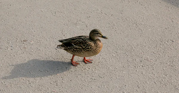 Patos Andam Sobre Asfalto Início Primavera Quando Água Lago Muito — Fotografia de Stock