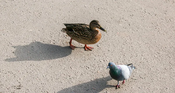 Patos Andam Sobre Asfalto Início Primavera Quando Água Lago Muito — Fotografia de Stock