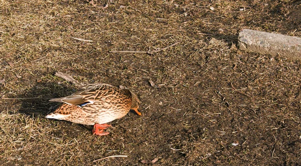Enten Laufen Auf Dem Boden Zeitigen Frühling Wenn Kalt Und — Stockfoto