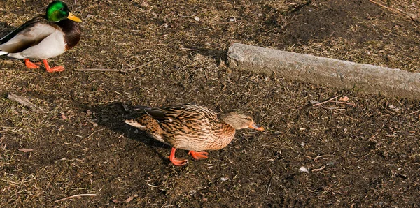 Kacsák Földön Járnak Kora Tavasszal Amikor Hideg Éhes Madarak Élelmet — Stock Fotó