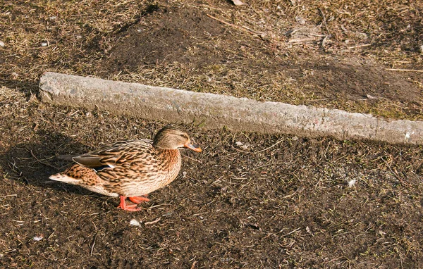 Ducks walk on the ground. In early spring, when it is cold and hungry, the birds are looking for food.