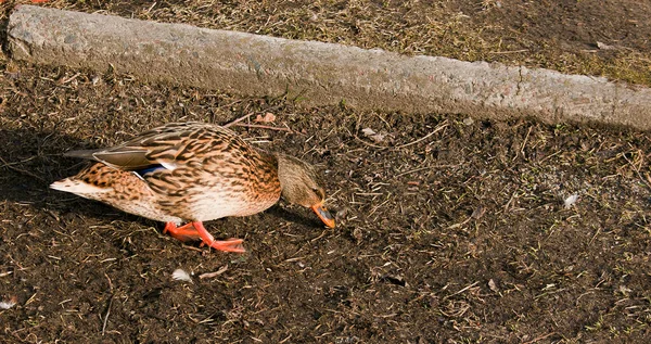 アヒルは地面を歩く 春の初め 寒さと空腹のとき 鳥は食べ物を探しています — ストック写真
