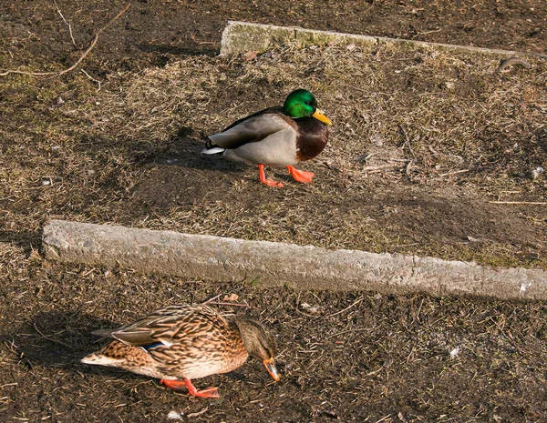 Les Canards Marchent Sur Sol Début Printemps Lorsqu Fait Froid — Photo