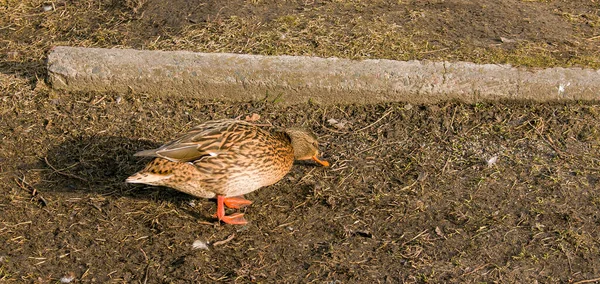 Patos Andam Chão Início Primavera Quando Está Frio Com Fome — Fotografia de Stock