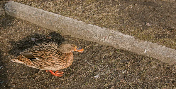 Kacsák Földön Járnak Kora Tavasszal Amikor Hideg Éhes Madarak Élelmet — Stock Fotó