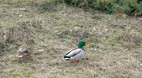 Los Patos Caminan Sobre Hierba Vieja Del Otoño Contra Fondo — Foto de Stock