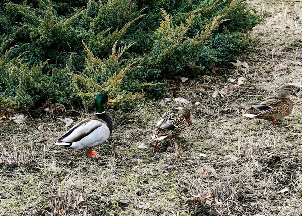 Kaczki Spacerują Starej Jesiennej Trawie Tle Krzaka Jałowca Wczesną Wiosną — Zdjęcie stockowe