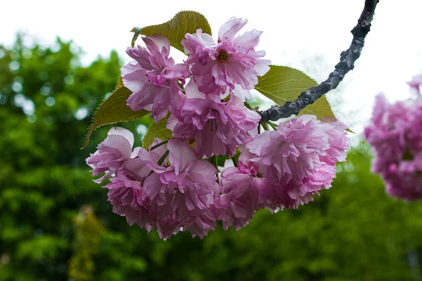 春の雨の間の桜の花 植物の葉には水滴が見える — ストック写真