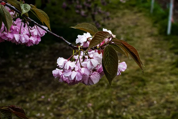 春の雨の間の桜の花 植物の葉には水滴が見える — ストック写真