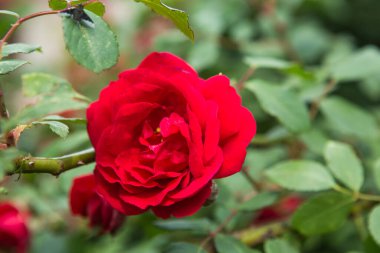 Kırmızı gül çiçekleri. Yaz başında gül çiçeklerine tırmanmak.
