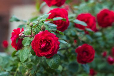 Kırmızı gül çiçekleri. Yaz başında gül çiçeklerine tırmanmak.