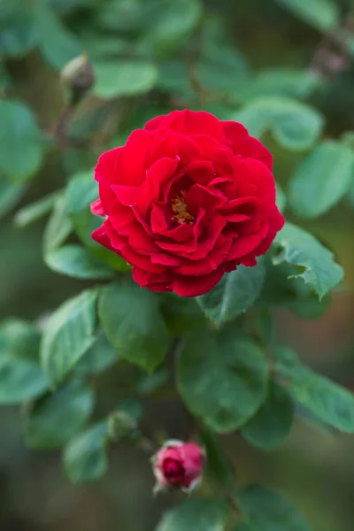 Красные Розовые Цветы Восхождение Цветы Розы Начале Лета — стоковое фото