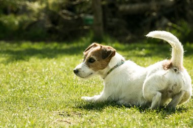Yeşil çimlerde oynayan şirin Jack Russell Terrier. Teriyerler çok dost canlısı köpeklerdir..