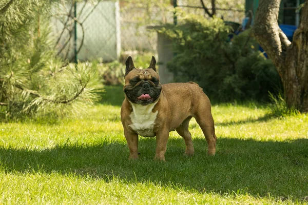 一只可爱的小鹿法国斗牛犬在绿草上奔跑 法国斗牛犬是狗的伙伴 — 图库照片